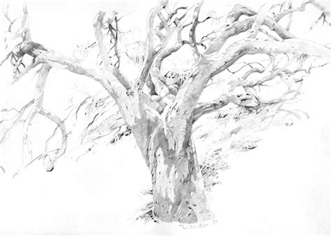 Eucalyptus Tree Drawing At Explore Collection Of