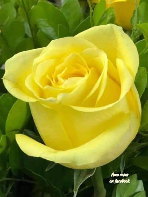 A Yellow Rose That Is Blooming In The Middle Of It S Stem And Leaves