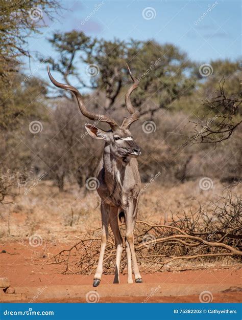 Kudu Bull Stock Image Image Of Antelope Adult Safari 75382203