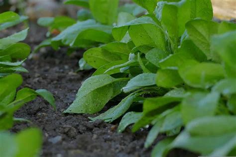 Iowa Vegetable Planting Calendar/Guide (IA): Month Wise, Fall, Winter ...