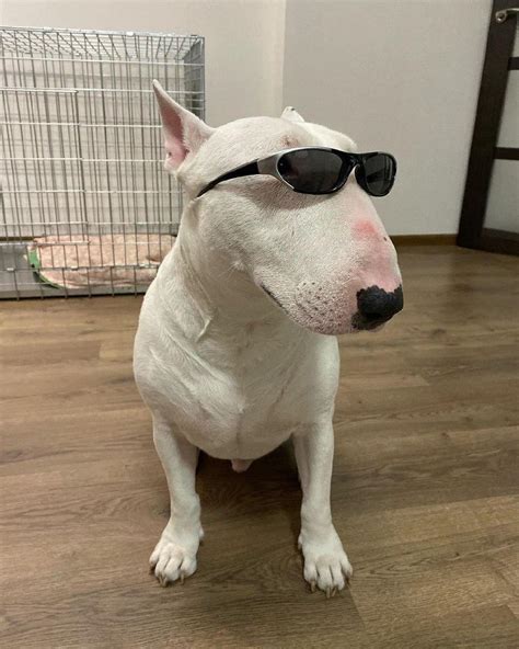 14 Funny Bull Terrier Pictures That Will Make You Smile Page 3 Of 3