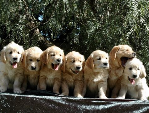 Best Setup For A Litter Of Puppies at Tracey Parmelee blog