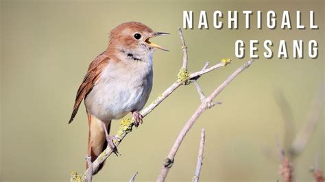 Nachtigall Gesang Nightingale Song Youtube