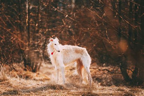 Borzoi: Full Profile, History, and Care