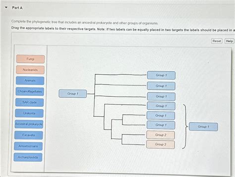 Solved Part AComplete the phylogenetic tree that includes an | Chegg.com 