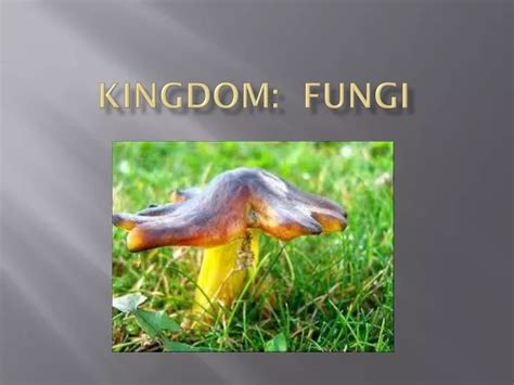 Ppt Kingdom Fungi Powerpoint Presentation Free Download Id2339732