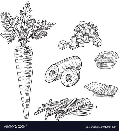 Carrot Hand Drawn Set Royalty Free Vector Image