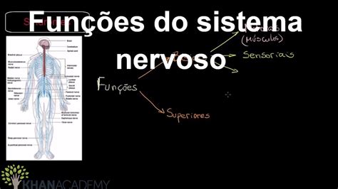 Funções Do Sistema Nervoso Saúde E Medicina Anatomia E Fisiologia