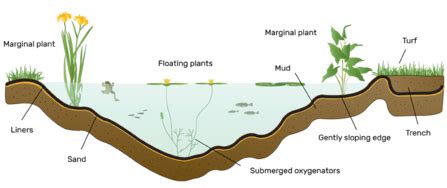 pond ecosystem bbc bitesize