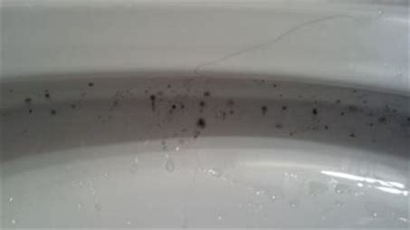 Why is Mold Growing Under The Rim of My Toilet? - Water Mold Fire ...