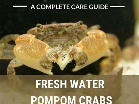 The Complete Freshwater Crabs Care Guide