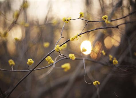 Wallpaper Sunlight Nature Plants Branch Green Yellow Morning