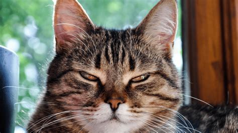 Cat Squinting One Eye Here Are The Most Common Causes