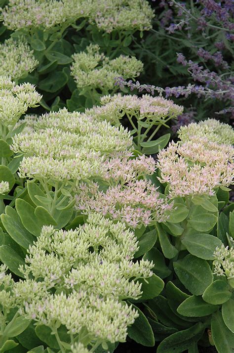 Crystal Pink Stonecrop Sedum Spectabile Crystal Pink In Ottawa