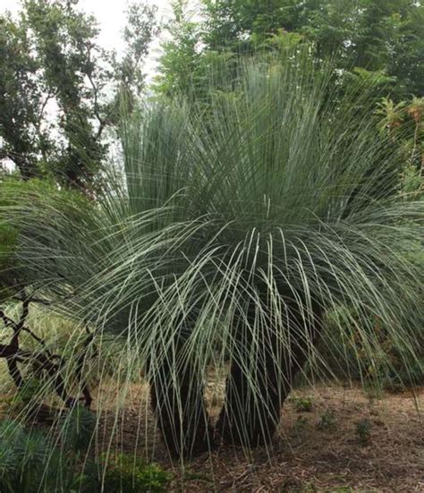 Grass Tree Xanthorrhoea Glauca Native Plant Project