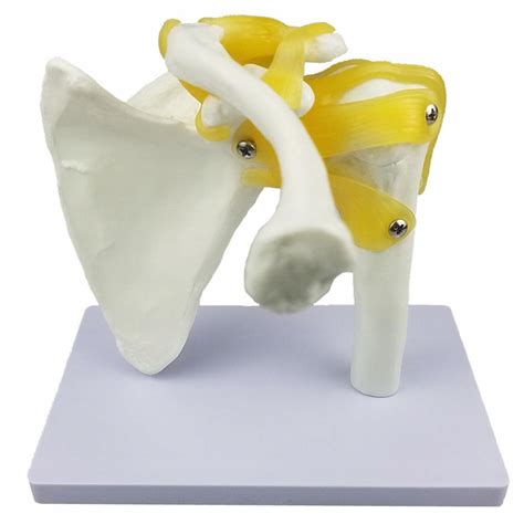 Anatomia człowieka Model stawu barkowego z 13014384769 Allegro pl