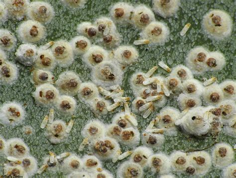 Scale Insect On The Cactus Prickly Pear Diaspididae Armor Flickr