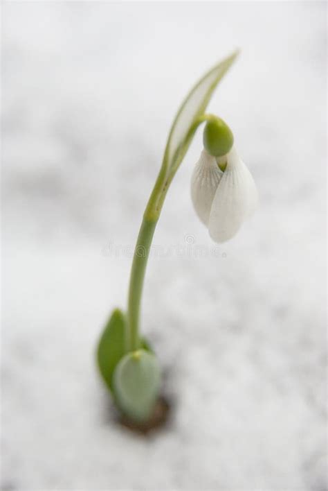 Rode Bloem In De Sneeuw Cameliajaponica Stock Afbeelding Image Of