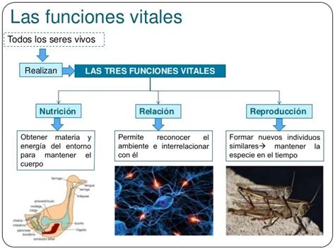 Funciones Vitales De Los Seres Vivos Cuales Son Y Ejemplos Images