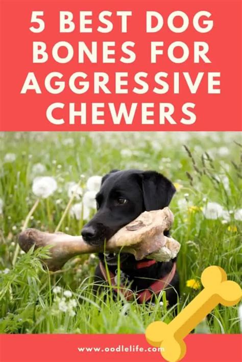 5 Best Dog Bones For Aggressive Chewers - OodleLife®