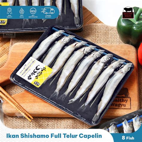 Ikan Shisamo Full Telur Capelin Fish Premium Quality Import Pcs