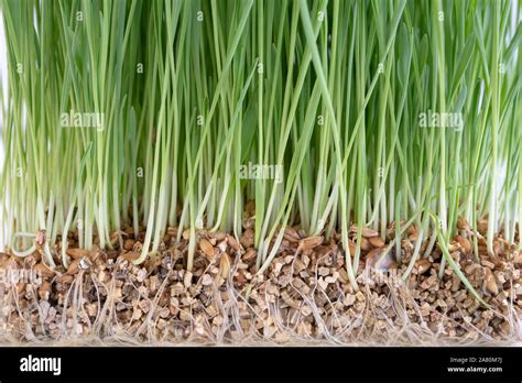 Wheat Plant Roots High Resolution Stock Photography And Images Alamy