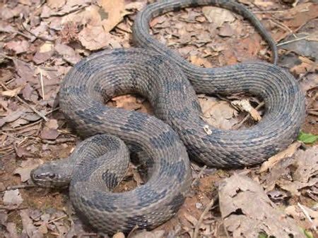 Brown Water Snake | Outdoor Alabama