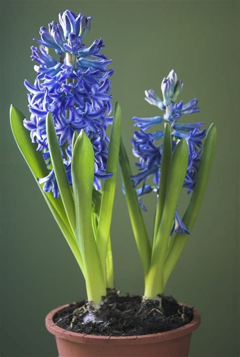 Hyacinth Care Indoors After Flowering - What To Do With Indoor Hyacinth ...