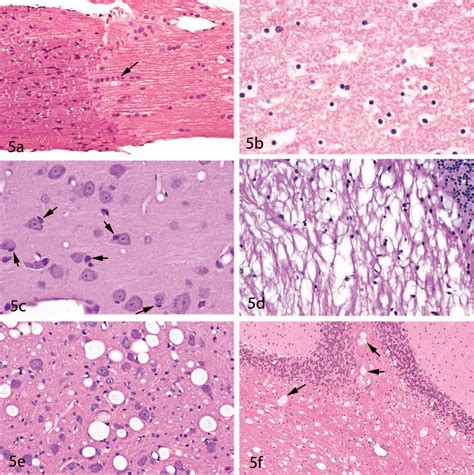 Histology Of Nervous System Pdf - mapasgmaes