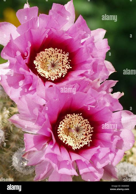 Rainbow Hedgehog Echinocereus Pectinatus Cactus Flowers Stock Photo