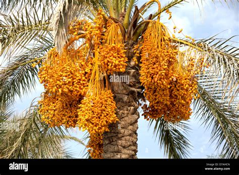 Fresh Ripe Dates On A Palm Tree Stock Photo Royalty Free Image