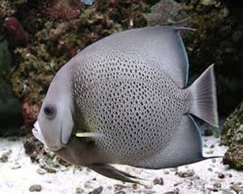 Gray Angelfish Information And Picture Sea Animals