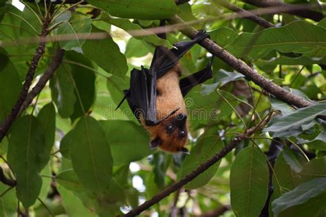 Fruit Bat Baby stock photo. Image of flying, baby, giant - 133240312