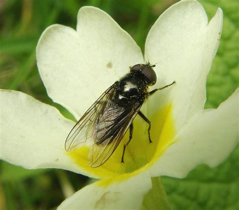 Cheilosia Antiqua Male Ryton Wood Warwickshire Flickr