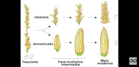 Teosinte (Alkaline Corn Flour Substitute) - AlkaHerbs