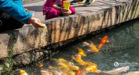 Rekomendasi 7 Pakan Ikan Hias yang Bagus dan Bernutrisi Tinggi