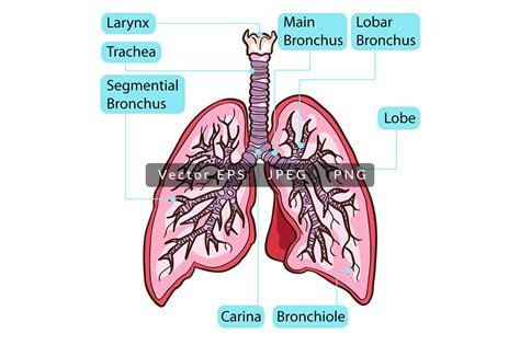 Inside Human Lungs Anatomy Grafik Von Scworkspace · Creative Fabrica