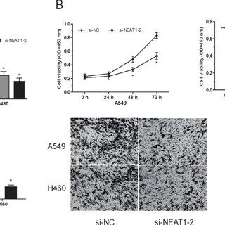 Lncrna Neat Promotes Nsclc Cell Proliferation And Invasion In Vitro