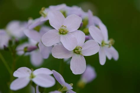 Shepherd S Purse Blossoms Violet Free Photo On Pixabay Pixabay