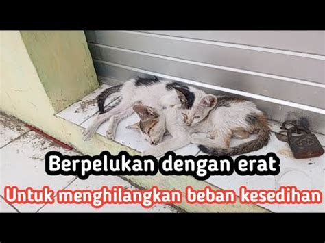 Dua Ekor Anak Kucing Yg Bersaudara Hidup Terlantar Di Tempat Pembuangan