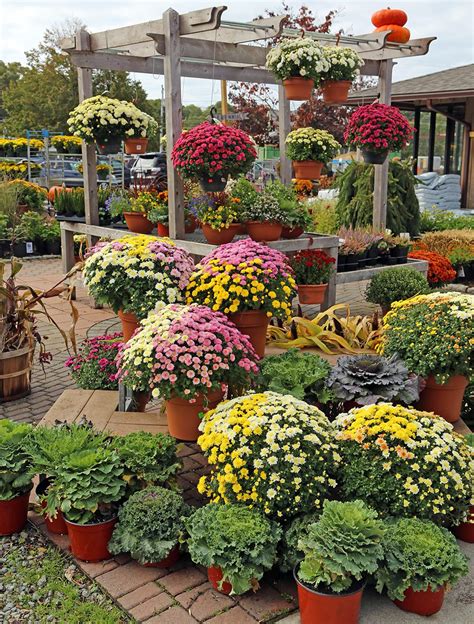 Are Fall Mums Perennial? - Hyannis Country Garden