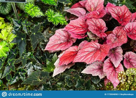 Top View Of Different Sorts Of Begonia Flowers Nature Background Stock