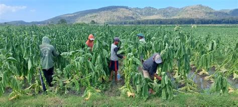 Porsi DBHCHT Tidak Adil Perbesar Untuk Petani Tembakau Radar Jember