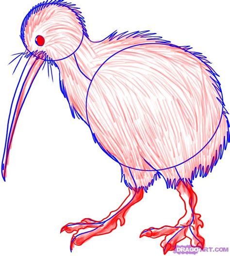 How to Draw a Kiwi, Step by Step, Birds, Animals, FREE Online Drawing Tutorial, Added by Dawn ...