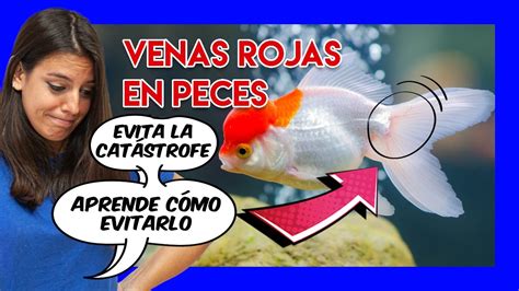 Venas rojas en peces CÓMO CURARLAS YouTube