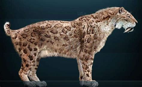 The saber-toothed cat: the most memorable extinct megafauna