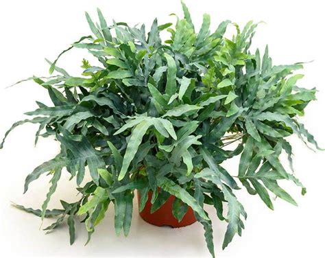 Phlebodium aureum 'Blue Star' | AZbitki