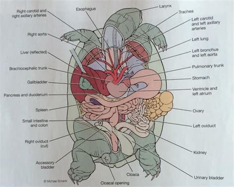 Turtle Anatomy