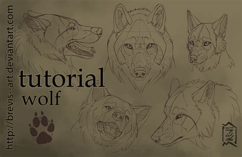 Tutorial Wolf By Brevis Art On Deviantart Wolf Art Tutorial