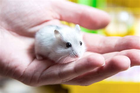 The Lifespan of Dwarf Hamsters - Little Bundles of Cuteness - Pet Ponder